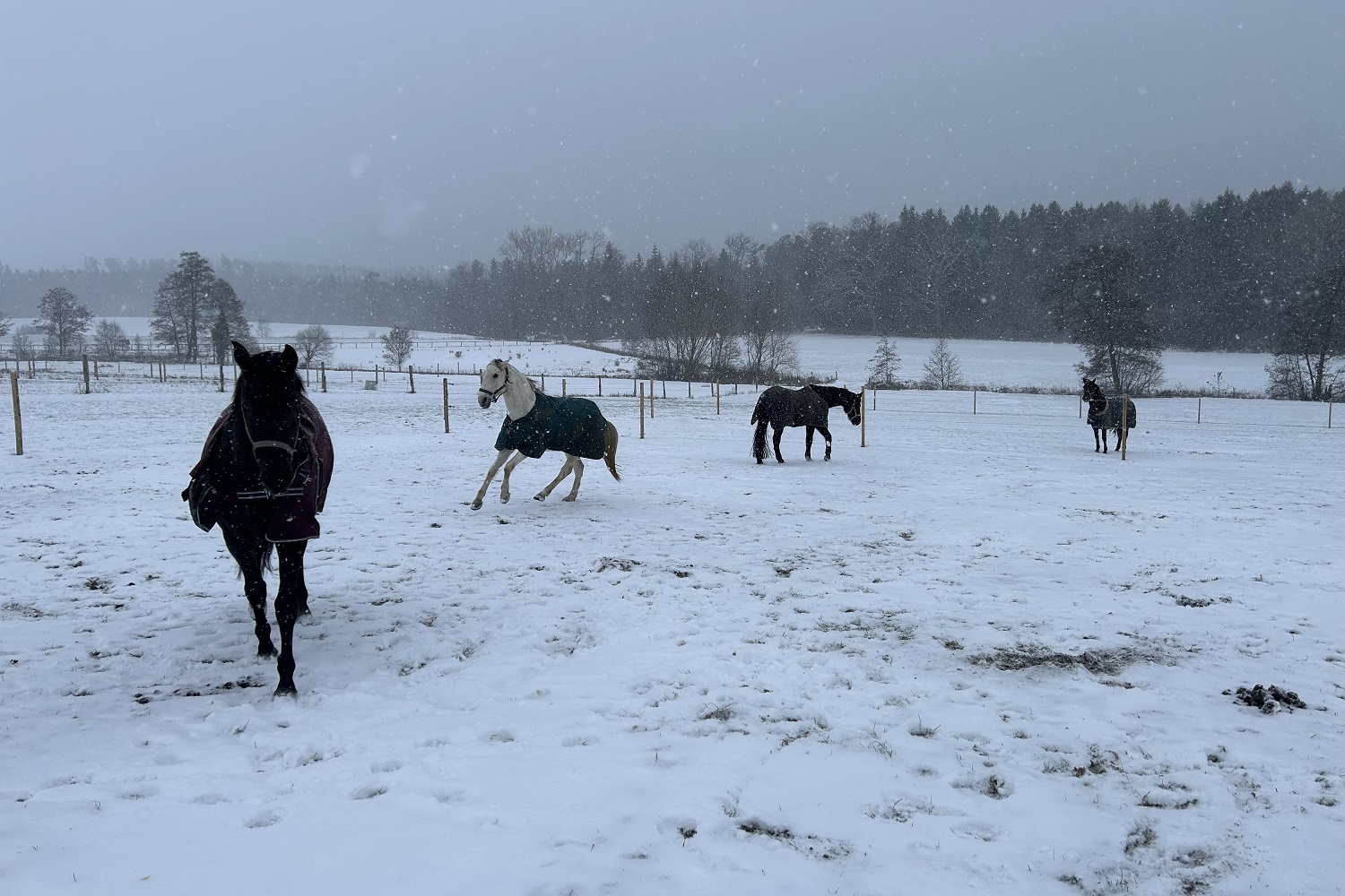 Koppel_Schnee_1500x1000