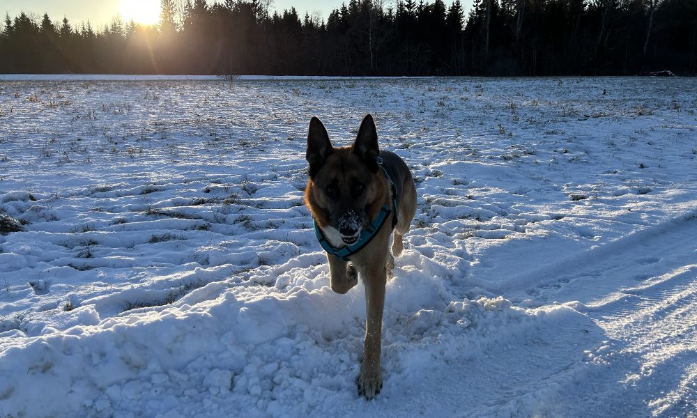 James_im_Schnee_2000x1521